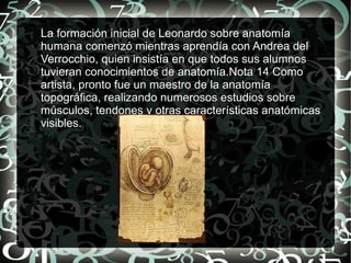 La formación inicial de Leonardo sobre anatomía
humana comenzó mientras aprendía con Andrea del
Verrocchio, quien insistía en que todos sus alumnos
tuvieran conocimientos de anatomía.Nota 14 Como
artista, pronto fue un maestro de la anatomía
topográfica, realizando numerosos estudios sobre
músculos, tendones y otras características anatómicas
visibles.
 