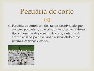 Pecuária de corte 
 
 Pecuária de corte é um dos ramos de atividade que 
exerce o pecuarista, ou o criador de rebanho. Existem 
tipos diferentes de pecuária de corte, variando de 
acordo com o tipo de rebanho a ser abatido como 
bovinos, caprinos e ovinos 
 