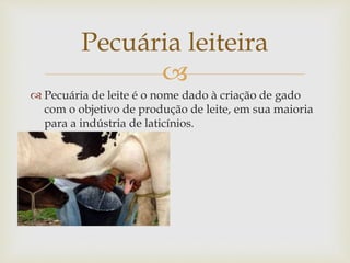 Pecuária leiteira 
 
 Pecuária de leite é o nome dado à criação de gado 
com o objetivo de produção de leite, em sua maioria 
para a indústria de laticínios. 
 