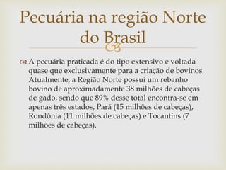 Pecuária na região Norte 
do Brasil 
 
 A pecuária praticada é do tipo extensivo e voltada 
quase que exclusivamente para a criação de bovinos. 
Atualmente, a Região Norte possui um rebanho 
bovino de aproximadamente 38 milhões de cabeças 
de gado, sendo que 89% desse total encontra-se em 
apenas três estados, Pará (15 milhões de cabeças), 
Rondônia (11 milhões de cabeças) e Tocantins (7 
milhões de cabeças). 
 