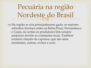 Pecuária na região 
Nordeste do Brasil 
 
 Na região se cria principalmente gado, os maiores 
rebanhos bovinos estão na Bahia,Piaui, Pernambuco 
e Ceará, no sertão os produtores têm sempre 
prejuízos devido as constantes secas. Também 
existem criações de caprinos, que são mais 
resistentes, suínos, ovinos e aves. 
 
