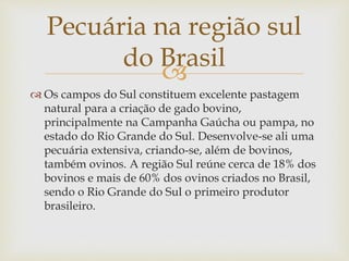Pecuária na região sul 
do Brasil 
 
 Os campos do Sul constituem excelente pastagem 
natural para a criação de gado bovino, 
principalmente na Campanha Gaúcha ou pampa, no 
estado do Rio Grande do Sul. Desenvolve-se ali uma 
pecuária extensiva, criando-se, além de bovinos, 
também ovinos. A região Sul reúne cerca de 18% dos 
bovinos e mais de 60% dos ovinos criados no Brasil, 
sendo o Rio Grande do Sul o primeiro produtor 
brasileiro. 
 
