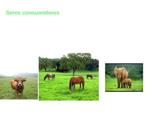 Seres consumidores
 
