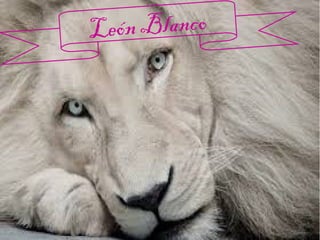 León Blanco
 