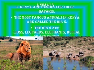 Animals for their
  • Kenya are famous
             safaris.
• The most famous animals in Kenya
        are called the big 5.
           • The big 5 are
 lions, leopards, elephants, buffal
             os and rhinos.
 