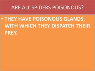 ARE ALL SPIDERS POISONOUS?
• THEY HAVE POISONOUS GLANDS,
WITH WHICH THEY DISPATCH THEIR
PREY.
 