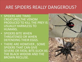 ARE SPIDERS REALLY DANGEROUS?
• SPIDERS ARE TIMID
CREATURES,THE VENOM
PRODUCED TO KILL THE PREY IS
USUALLY HARMLESS TO
HUMANS.
• SPIDERS BITE WHEN
THREATENED OR WHEN
DEFENDING THEIR EGGS.
• THERE ARE HOWEVER , SOME
SPIDERS THAT CAN GIVE
SEVERE OR FATAL BITE;SUCH AS
THE BLACK WIDOW AND THE
BROWN RECLUSE.
 