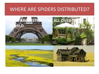 WHERE ARE SPIDERS DISTRIBUTED?
• THEY ARE DISTRIBUTED ALL OVER THE
WORLD.
 