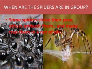WHEN ARE THE SPIDERS ARE IN GROUP?
• Some spiders chase their prey,
others ambush them , and many
trap them in a net of silk.
 
