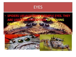 EYES
• SPIDERS USUALLY HAVE 8 SIMPLE EYES. THEY
ARE USED FOR PERCEPTION OF MOVING
OBJECTS.
 