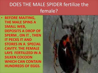 DOES THE MALE SPIDER fertilize the
female?
• BEFORE MAITING,
THE MALE SPINS A
SMALL WEB,
DEPOSITS A DROP OF
SPERM , ON IT , THEN
IT PECKS IT AND
STORES IN A SPECIAL
CAVITY. THE FEMALE
LAYS FERTILIZED IN A
SILKEN COCOON
WHICH CAN CONTAIN
HUNDREDS OF EGGS.
 