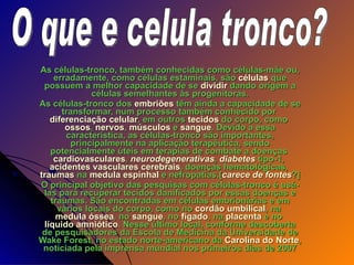 As células-tronco, também conhecidas como células-mãe ou, erradamente, como células estaminais, são  células  que possuem a melhor capacidade de se  dividir  dando origem a células semelhantes às progenitoras. As células-tronco dos  embriões  têm ainda a capacidade de se transformar, num processo também conhecido por  diferenciação celular , em outros  tecidos  do corpo, como  ossos ,  nervos ,  músculos  e  sangue . Devido a essa característica, as células-tronco são importantes, principalmente na aplicação terapêutica, sendo potencialmente úteis em terapias de combate a doenças  cardiovasculares ,  neurodegenerativas ,  diabetes  tipo-1,  acidentes vasculares cerebrais , doenças hematológicas,  traumas  na  medula espinhal  e nefropatias.[ carece de fontes ?] O principal objetivo das pesquisas com células-tronco é usá-las para recuperar tecidos danificados por essas doenças e traumas. São encontradas em células embrionárias e em vários locais do corpo, como no  cordão umbilical , na  medula óssea , no  sangue , no  fígado , na  placenta  e no  líquido amniótico . Nesse último local, conforme descoberta de pesquisadores da Escola de Medicina da Universidade de Wake Forest, no estado norte-americano da  Carolina do Norte , noticiada pela imprensa mundial nos primeiros dias de 2007 O que e celula tronco? 