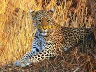 LeopardBy Tyonn
