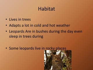 HabitatLives in treesAdapts a lot in cold and hot weatherLeopards Are in bushes during the day even sleep in trees during Some leopards live in rocky places
