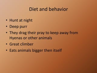 Diet and behaviorHunt at nightDeep purrThey drag their pray to keep away from Hyenas or other animalsGreat climberEats animals bigger then itself