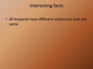 Interesting factsAll leopards have different stripes but look the same