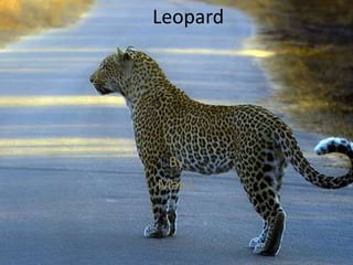 Leopard  By Max L 