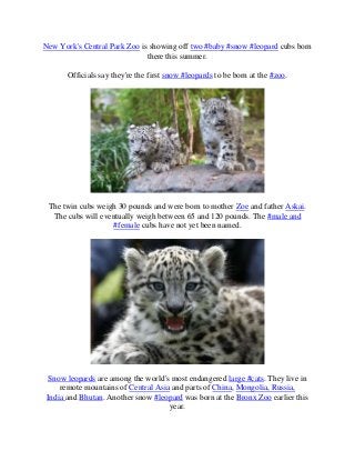 New York's Central Park Zoo is showing off two #baby #snow #leopard cubs born
there this summer.
Officials say they're the first snow #leopards to be born at the #zoo.

The twin cubs weigh 30 pounds and were born to mother Zoe and father Askai.
The cubs will eventually weigh between 65 and 120 pounds. The #male and
#female cubs have not yet been named.

Snow leopards are among the world's most endangered large #cats. They live in
remote mountains of Central Asia and parts of China, Mongolia, Russia,
India and Bhutan. Another snow #leopard was born at the Bronx Zoo earlier this
year.

 