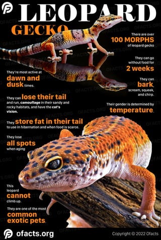 Leopard Gecko facts