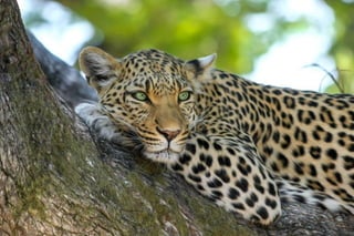 Leopard lying on a trunck tree
