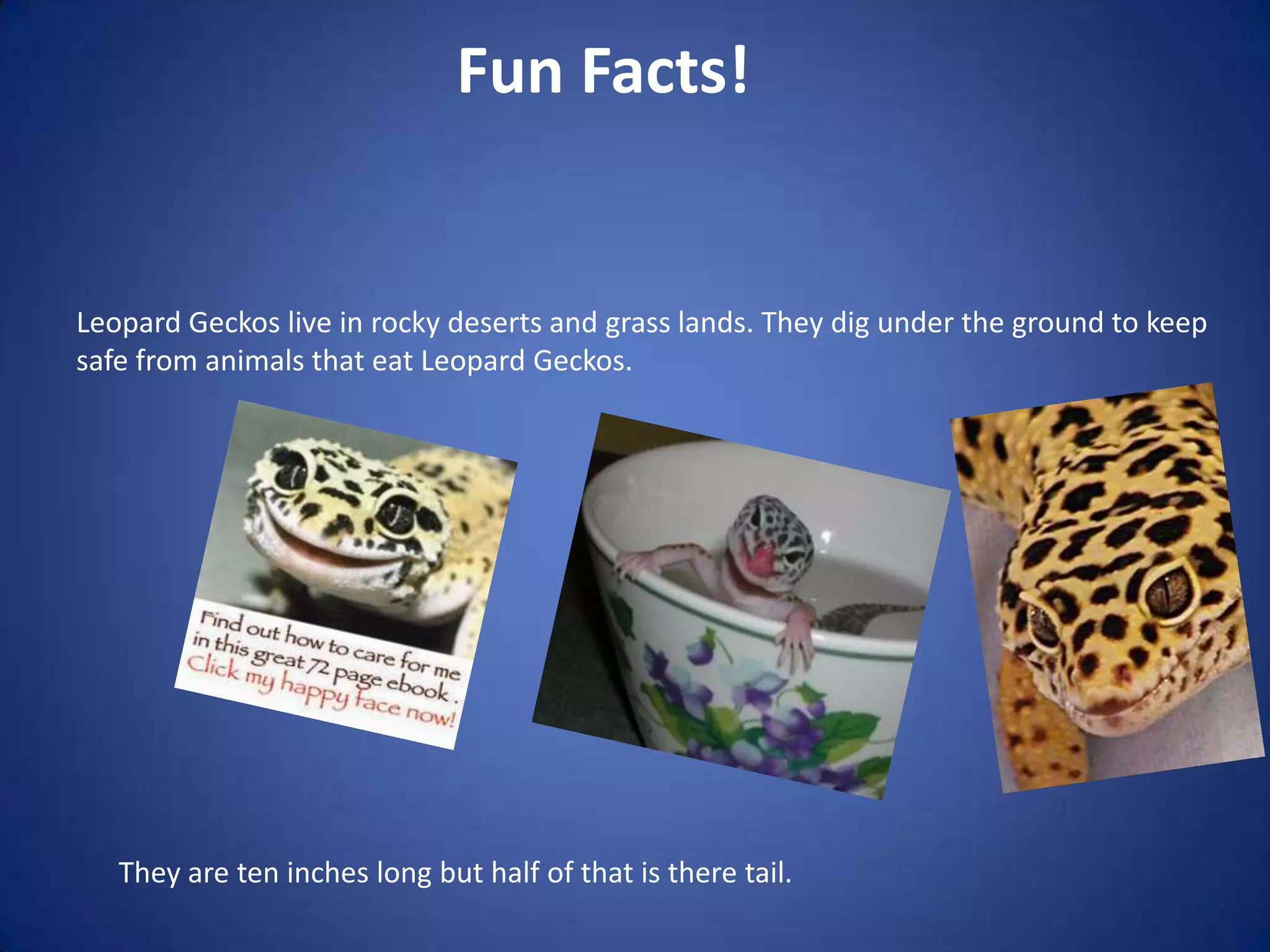 Leopard gecko | PPT | Free Download