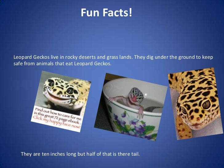 Leopard gecko