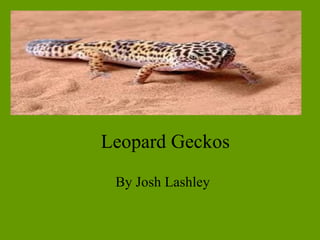 Leopard Geckos By Josh Lashley 