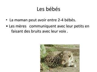 Les bébés
• La maman peut avoir entre 2-4 bébés.
• Les mères communiquent avec leur petits en
   faisant des bruits avec leur voix .
 
