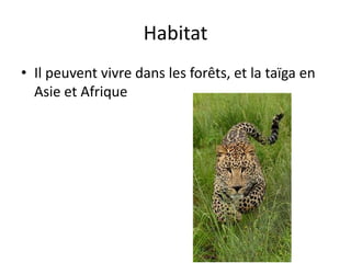 Habitat
• Il peuvent vivre dans les forêts, et la taïga en
  Asie et Afrique
 