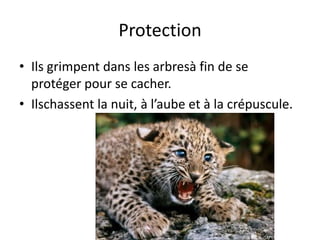 Protection
• Ils grimpent dans les arbresà fin de se
  protéger pour se cacher.
• Ilschassent la nuit, à l’aube et à la crépuscule.
 