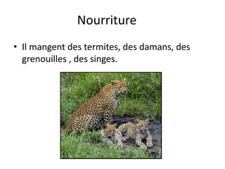 Nourriture
• Il mangent des termites, des damans, des
  grenouilles , des singes.
 