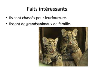 Faits intéressants
• Ils sont chassés pour leurfourrure.
• Ilssont de grandsanimaux de famille.
 