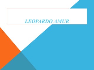 LEOPARDO AMUR
 