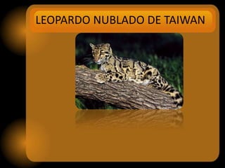 LEOPARDO NUBLADO DE TAIWAN
 