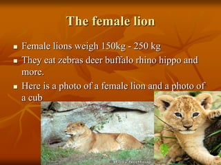 The female lion
 Female lions weigh 150kg - 250 kg
 They eat zebras deer buffalo rhino hippo and
more.
 Here is a photo of a female lion and a photo of
a cub
 
