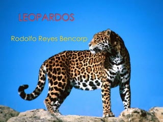Rodolfo Reyes Bencorp
 