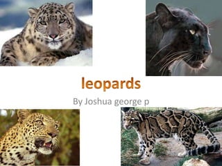 By Joshua george p  leopards 