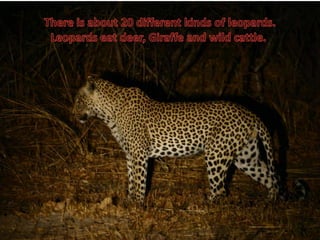 There is about 20 different kinds of leopards.Leopards eat deer, Giraffe and wild cattle..