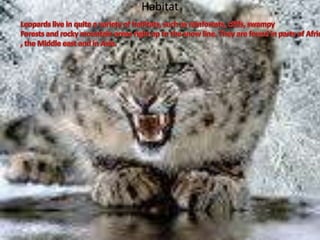 HabitatLeopards live in quite a variety of habitats, such as rainforests, cliffs, swampyForests and rocky mountain areas right up to the snow line. They are found in parts of Africa, the Middle east and in Asia.