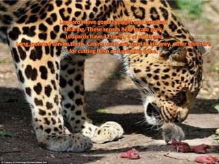 Leopards have good eyesight and excellentHearing. These senses help locate prey. Leopards have 32 teeth, 4 of witch areLong, pointed canine teeth. Canine teeth are used to kill prey. other teeth are for cutting flesh and grinding bone. 