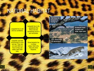 Leopards live in wet
and dry conditions.
Leopards live in dry
grasslands like
Africa and are
sometimes found in
wet rainforests.
Leopards use their
environment to hunt
and eat. They can
run over 44km an
hour so they can
easily catch their
prey.
Snow leopards live
in snowy
areas, that’s why
they are snow
leopards.
NATURAL HABITAT
 