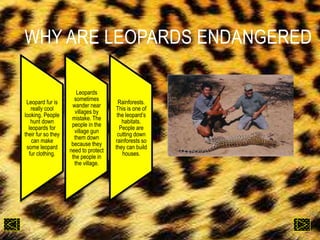 WHY ARE LEOPARDS ENDANGERED
Leopard fur is
really cool
looking. People
hunt down
leopards for
their fur so they
can make
some leopard
fur clothing.
Leopards
sometimes
wander near
villages by
mistake. The
people in the
village gun
them down
because they
need to protect
the people in
the village.
Rainforests.
This is one of
the leopard’s
habitats.
People are
cutting down
rainforests so
they can build
houses.
 