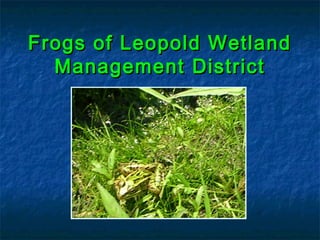Frogs of Leopold WetlandFrogs of Leopold Wetland
Management DistrictManagement District
 