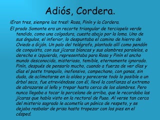 Adiós, Cordera . ¡Eran tres, siempre los tres!: Rosa, Pinín y la Cordera. El prado Somonte era un recorte triangular de terciopelo verde tendido, como una colgadura, cuesta abajo por la loma. Uno de sus ángulos, el inferior, lo despuntaba el camino de hierro de Oviedo a Gijón. Un palo del telégrafo, plantado allí como pendón de conquista, con sus jícaras blancas y sus alambres paralelos, a derecha e izquierda, representaba para Rosa y Pinín el ancho mundo desconocido, misterioso, temible, eternamente ignorado. Pinín, después de pensarlo mucho, cuando a fuerza de ver días y días el poste tranquilo, inofensivo, campechano, con ganas, sin duda, de aclimatarse en la aldea y parecerse todo lo posible a un árbol seco, fue atreviéndose con él, llevó la confianza al extremo de abrazarse al leño y trepar hasta cerca de los alambres. Pero nunca llegaba a tocar la porcelana de arriba, que le recordaba las jícaras que había visto en la rectoral de Puao. Al verse tan cerca del misterio sagrado le acometía un pánico de respeto, y se dejaba resbalar de prisa hasta tropezar con los pies en el césped. 