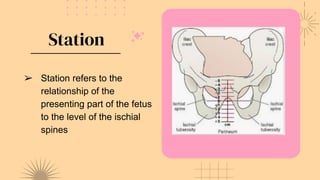 Station
➢ Station refers to the
relationship of the
presenting part of the fetus
to the level of the ischial
spines
 