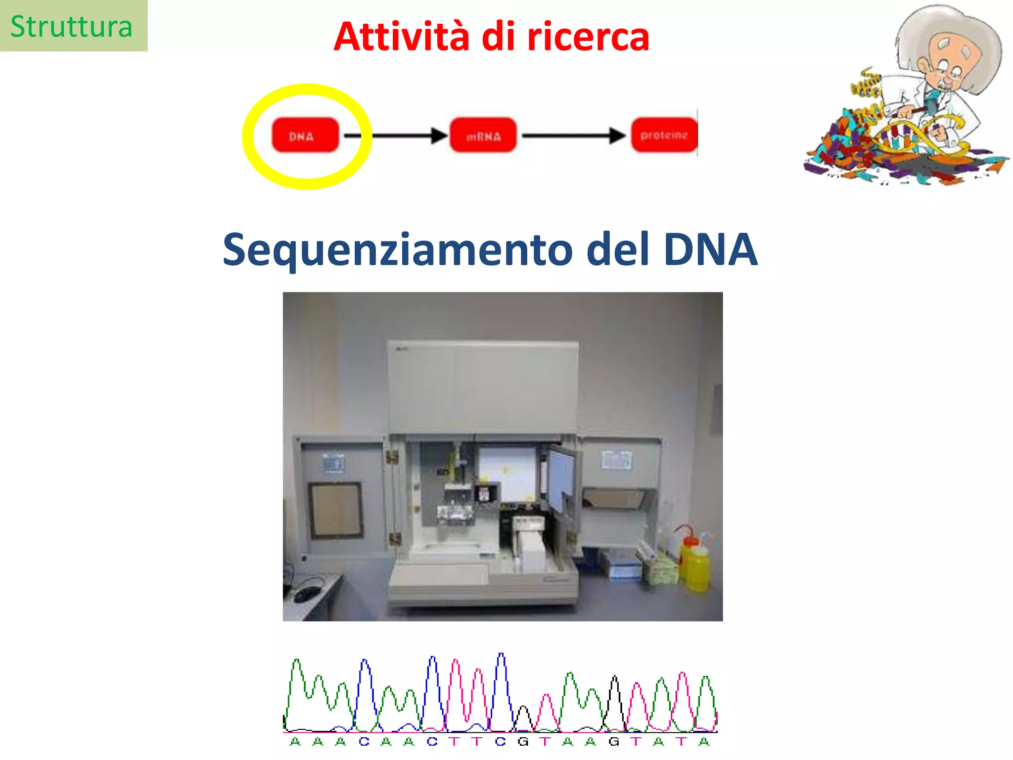 Struttura
Sequenziamento del DNA
Attività di ricerca
 