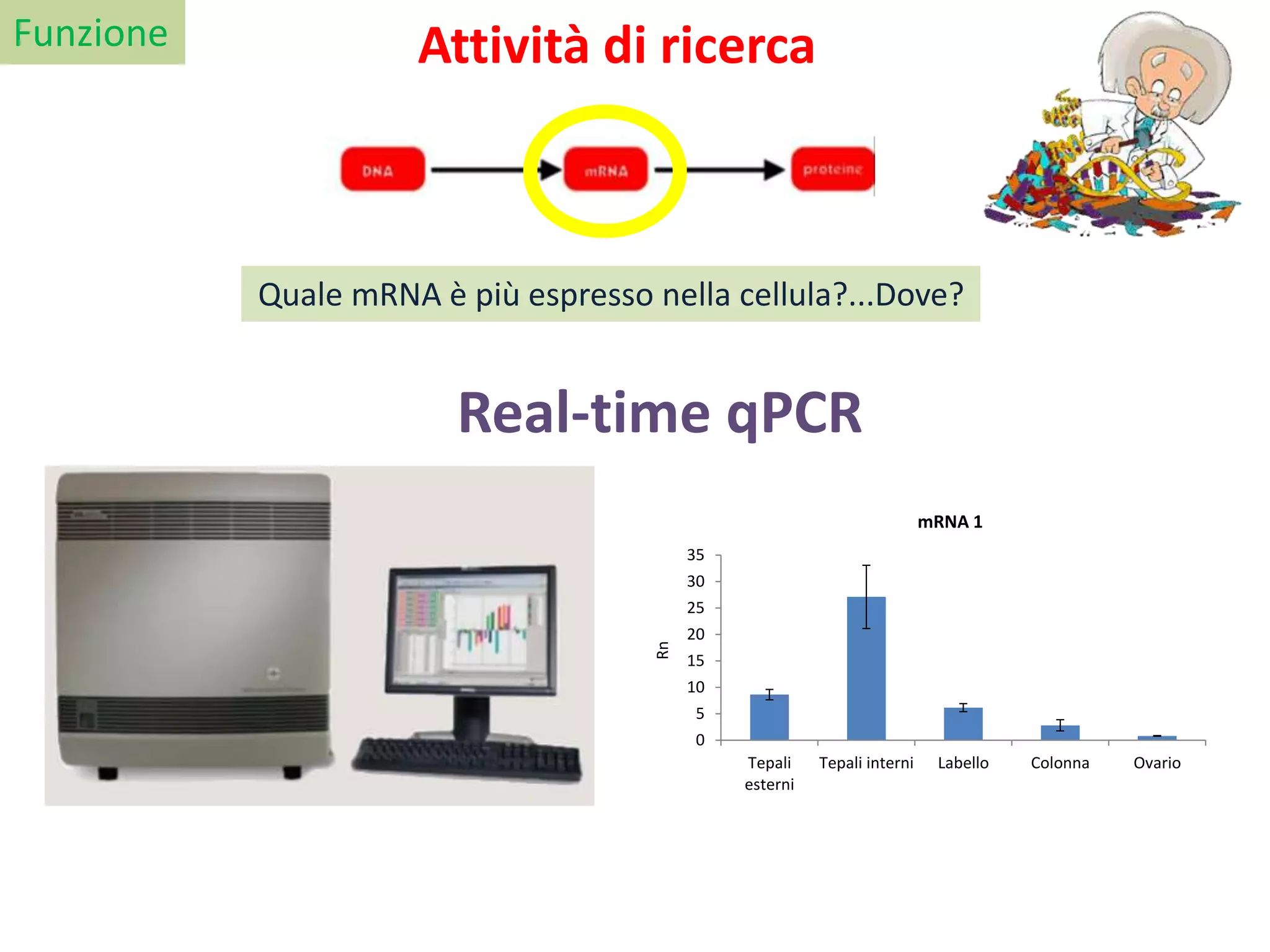 Funzione
Quale mRNA è più espresso nella cellula?...Dove?
Real-time qPCR
Attività di ricerca
0
5
10
15
20
25
30
35
Tepali
esterni
Tepali interni Labello Colonna Ovario
mRNA 1
Rn
 