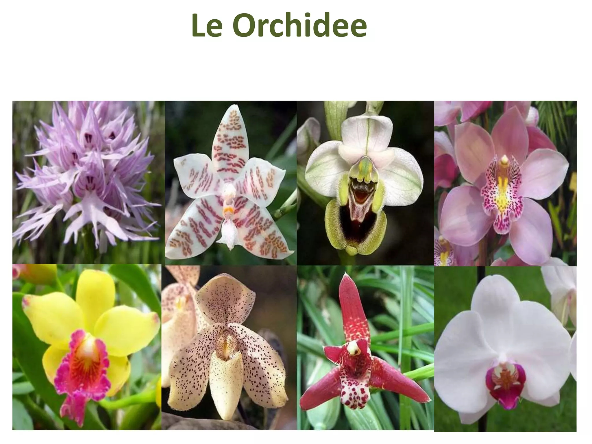 Le Orchidee
 