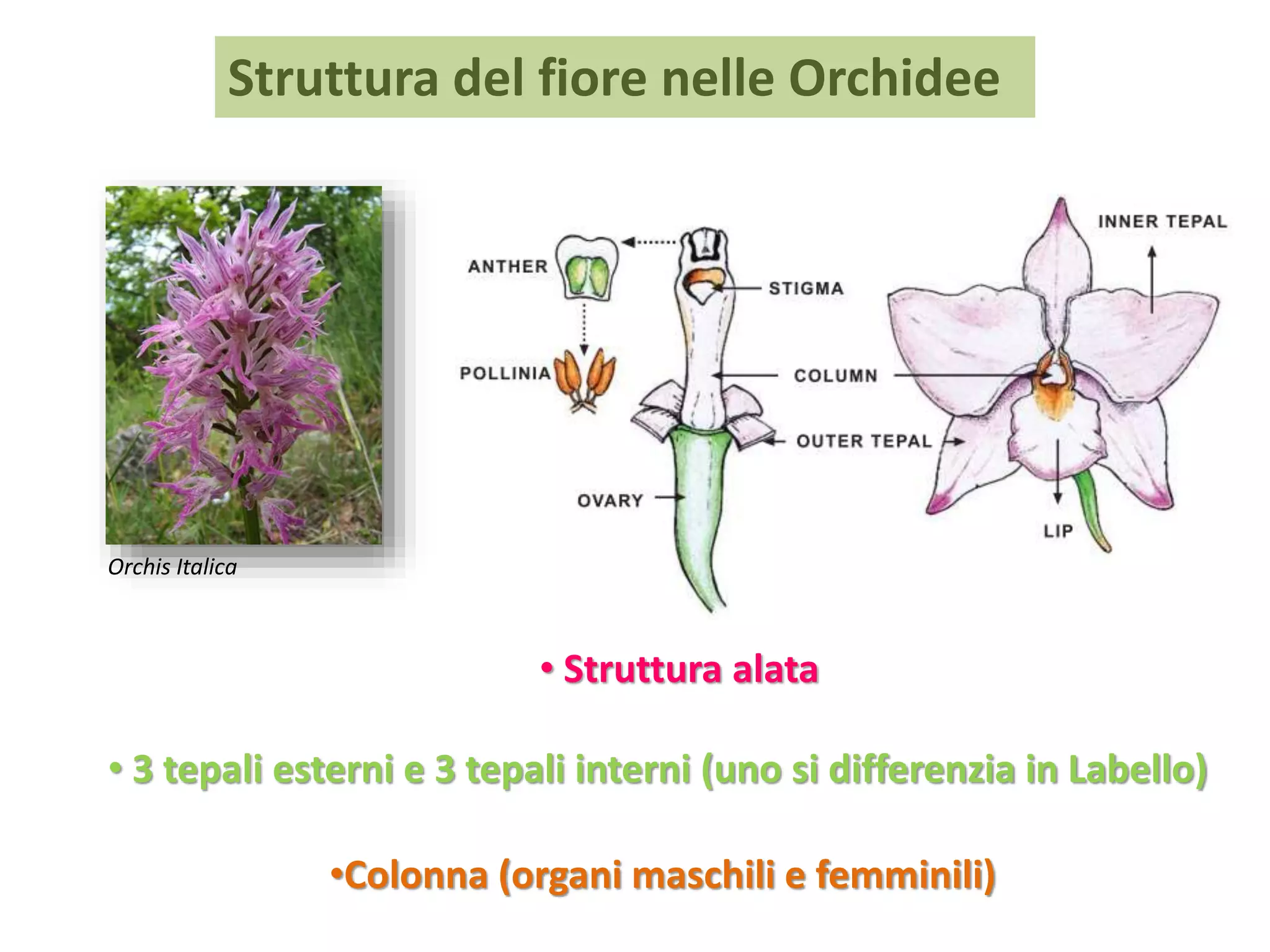 Struttura del fiore nelle Orchidee
Orchis Italica
• Struttura alata
• 3 tepali esterni e 3 tepali interni (uno si differenzia in Labello)
•Colonna (organi maschili e femminili)
 
