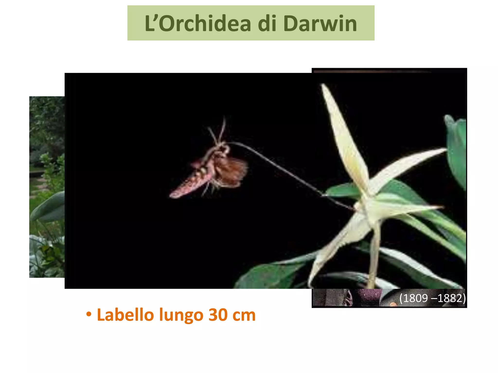 (1809 –1882)
L’Orchidea di Darwin
• Labello lungo 30 cm
 